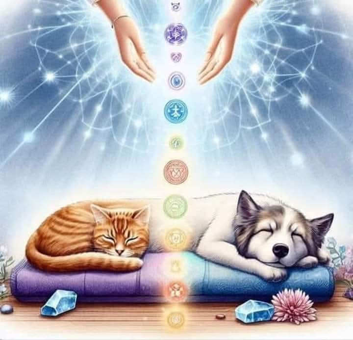 Reiki para animales image